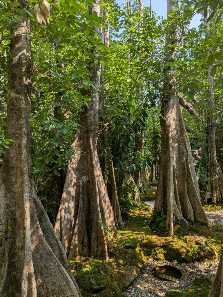 Ancient trees from all around Thailand