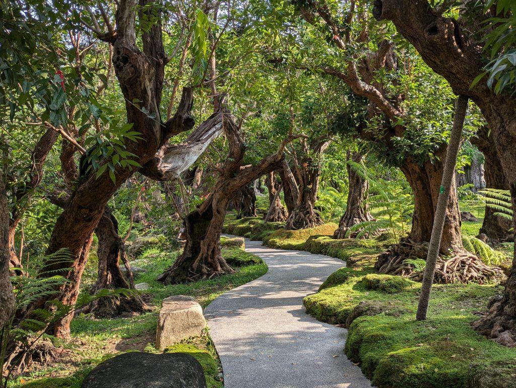 A panoramic view of human-sized bonsais in a moss garden