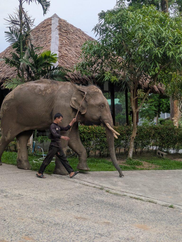elefante en plena calle de Koh Samui