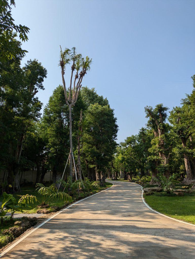 Impossible shapes in Changthong's museum of old trees, the largest in Thailand