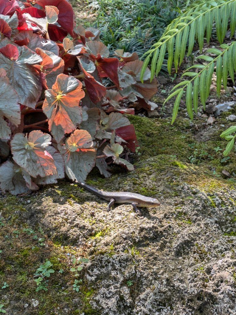 A tiny lizard enjoys Changthong Park