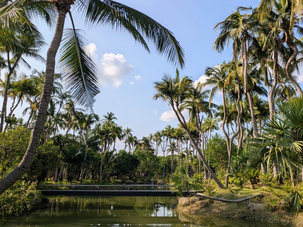 The palm trees lake in Changthong Heritage Park, the botanical museum of Chiang Mai