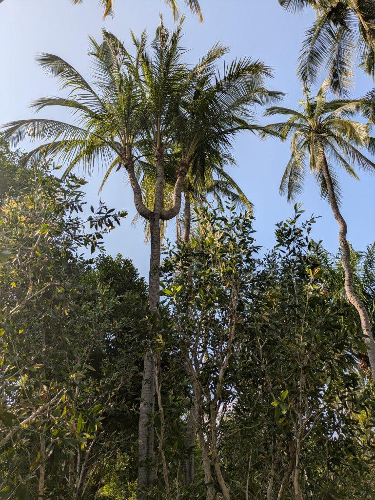 Palm tree with a trident shape in Chiang Mai