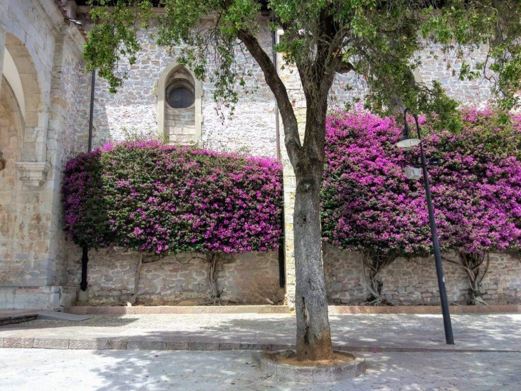 Típica buganvilla de Llanes