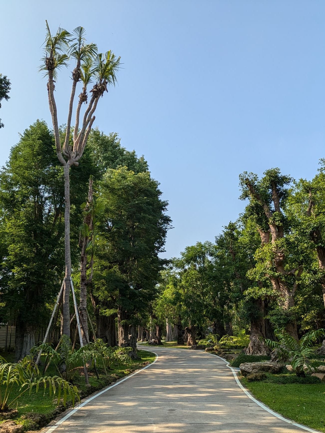 Formas imposibles en el museo de árboles centenarios más grande de Tailandia