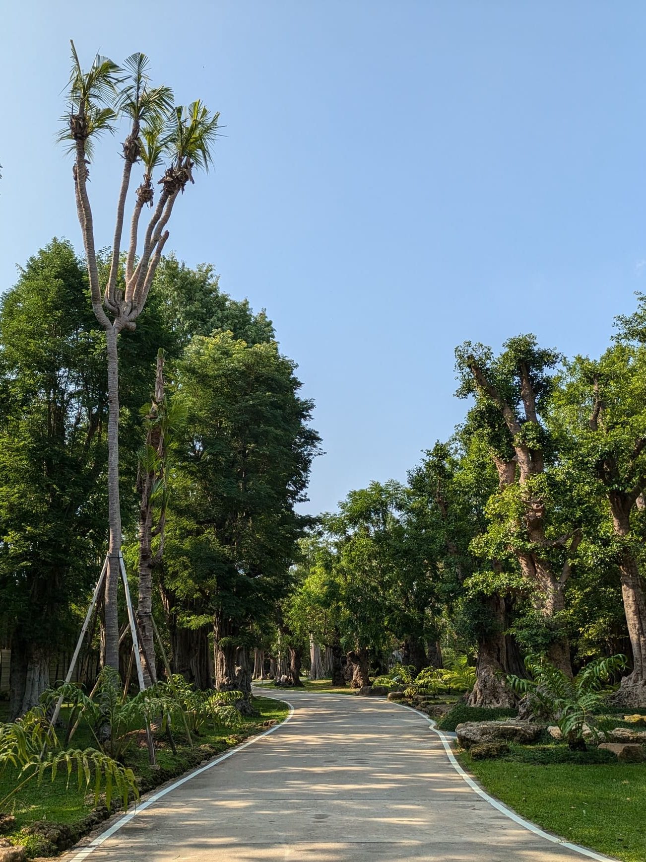 Impossible shapes in Changthong's museum of old trees, the largest in Thailand