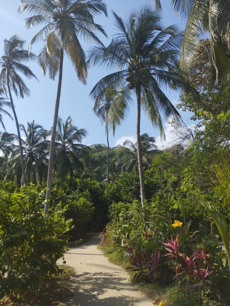 Selva en el Parque Nacional Natural de Tayrona.