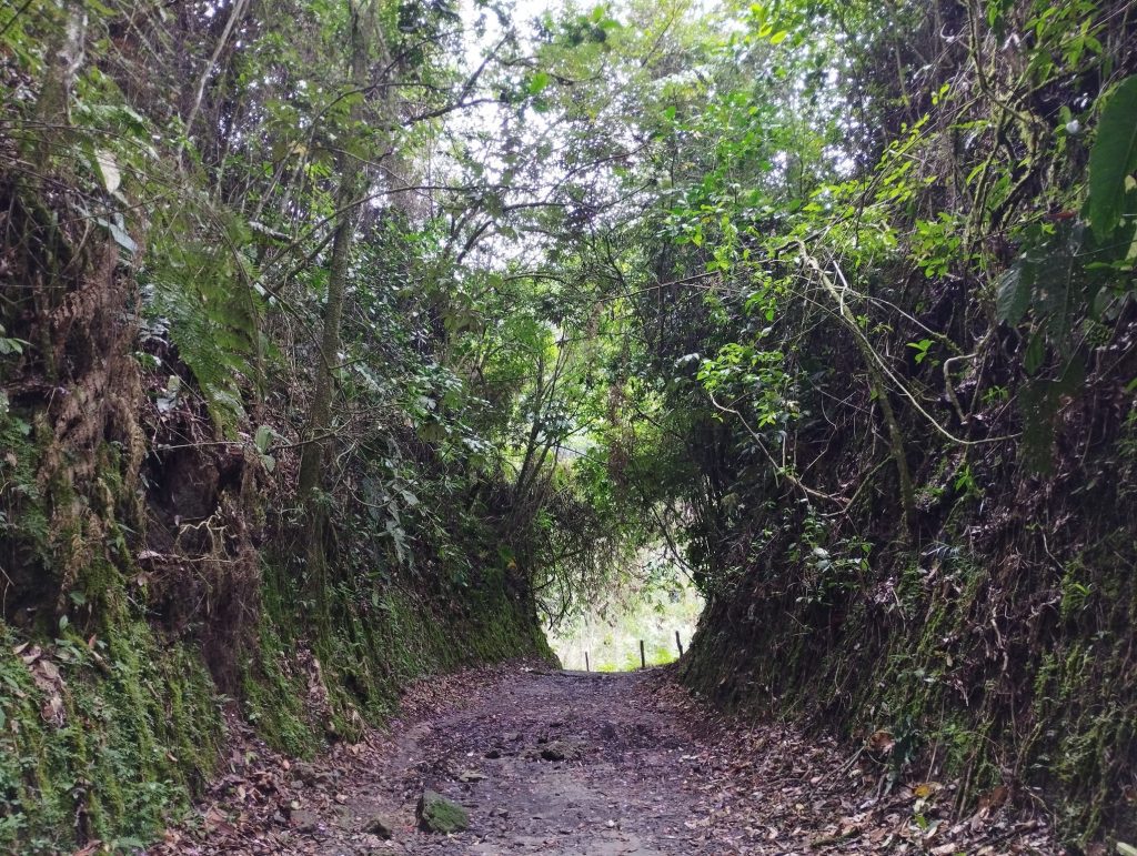 Sendero Santa Rita en Salento