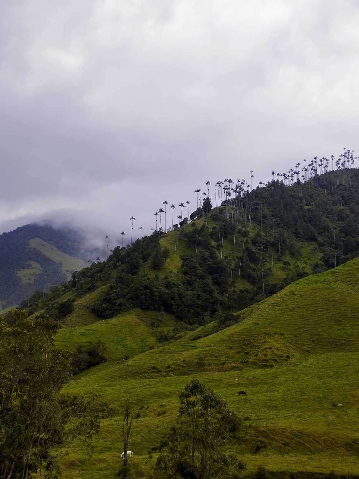 Palmas de cera durante la ruta por el Valle del Cocora