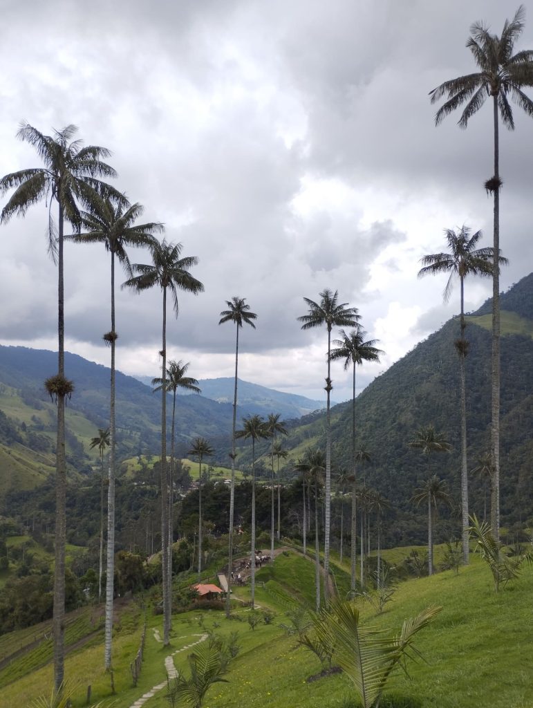 Palmas de cera del Valle del Cocora, una visita que hacer en Filandia única