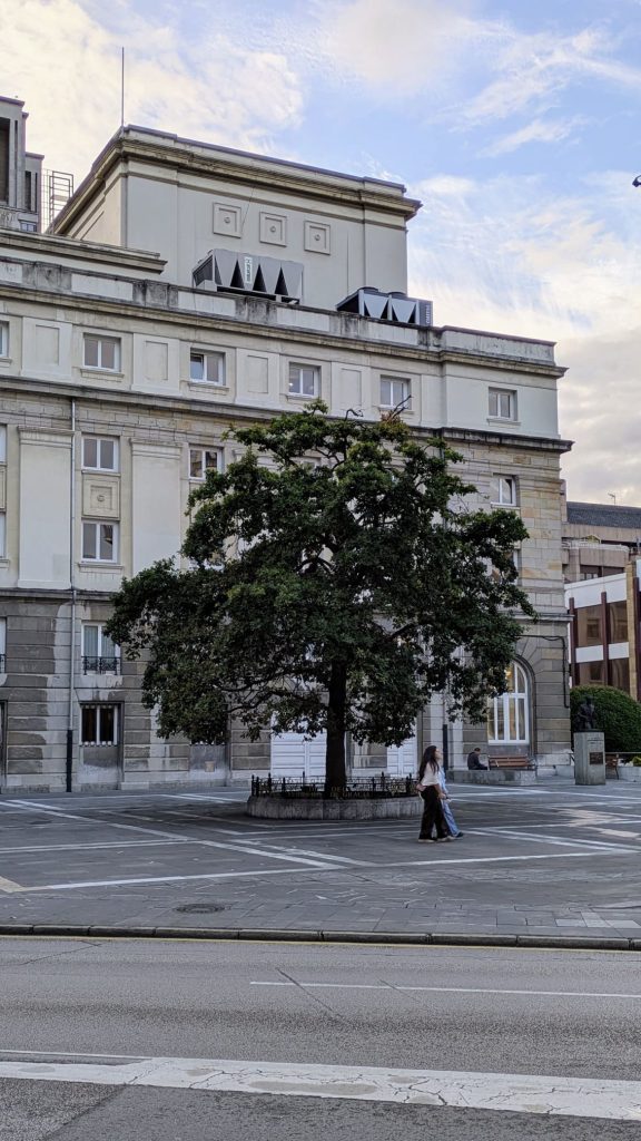 El carbayón actual, plantado junto al Campoamor en vez de en la Calle Uría