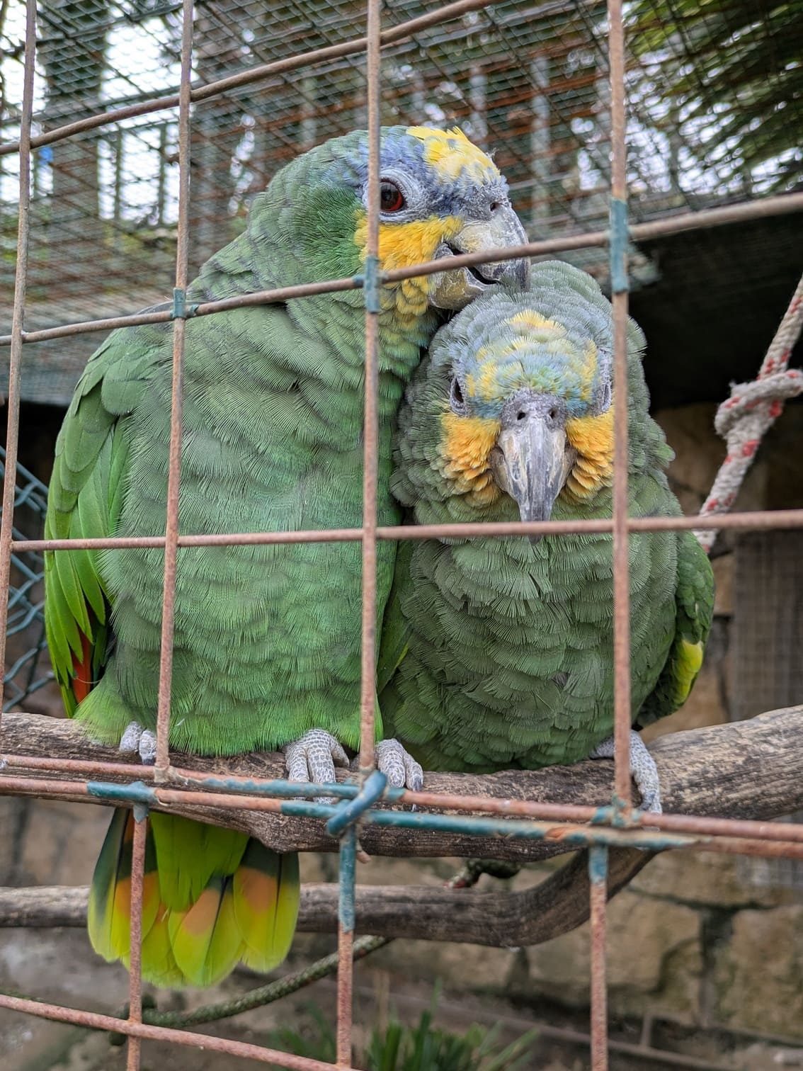 Amazonas dándose mimos