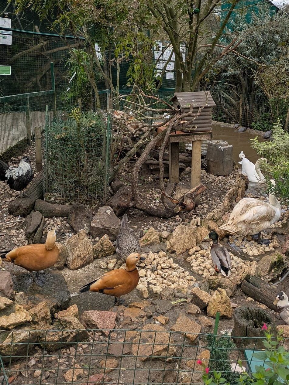 Estanque del núcleo zoológico El Bosque