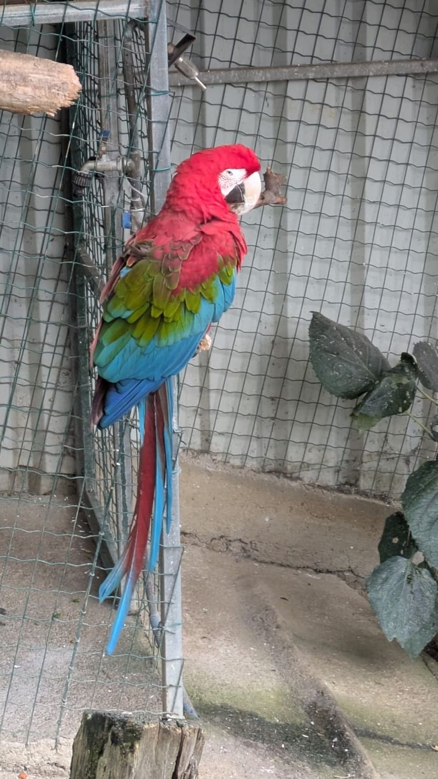 Colores vistosos en el zoo ovetense