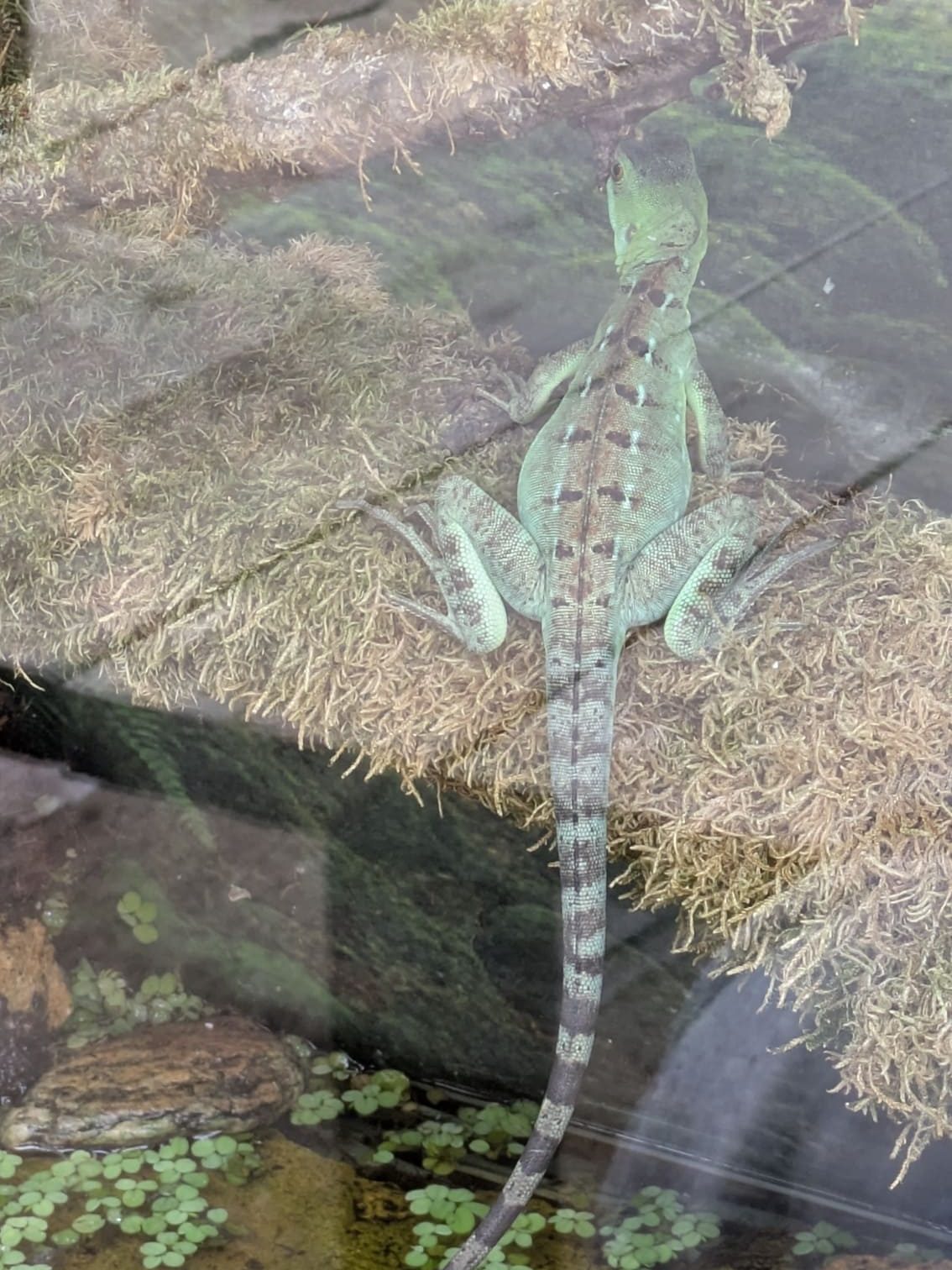 Reptiles en el zoológico El Bosque de Oviedo