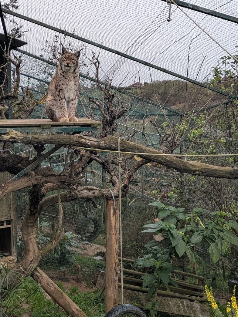 Un lince descansa en lo alto