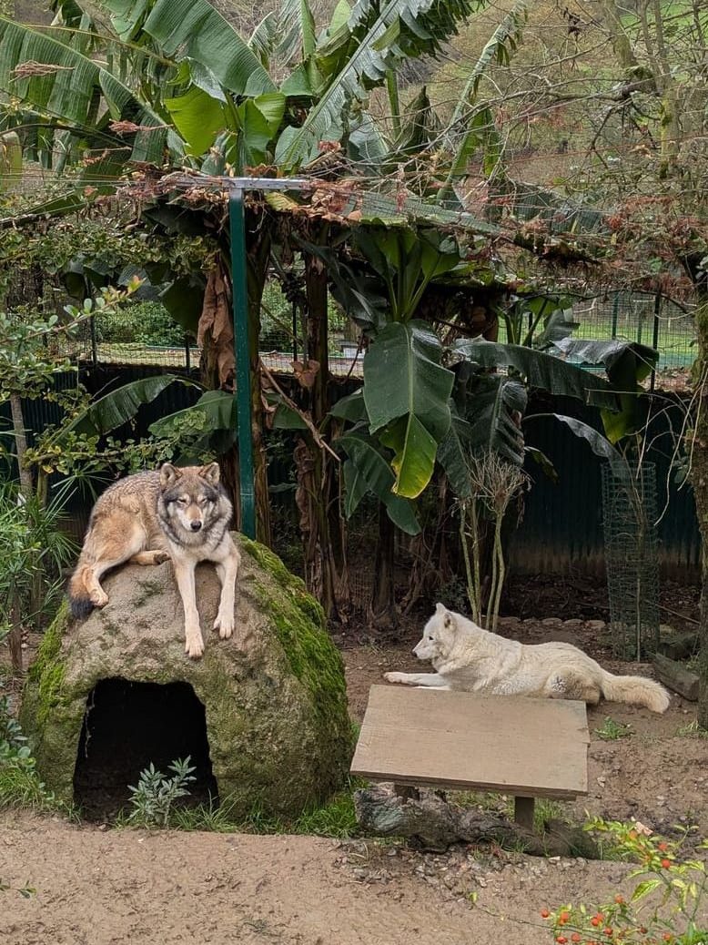 Pareja de lobos en el zoo de Oviedo