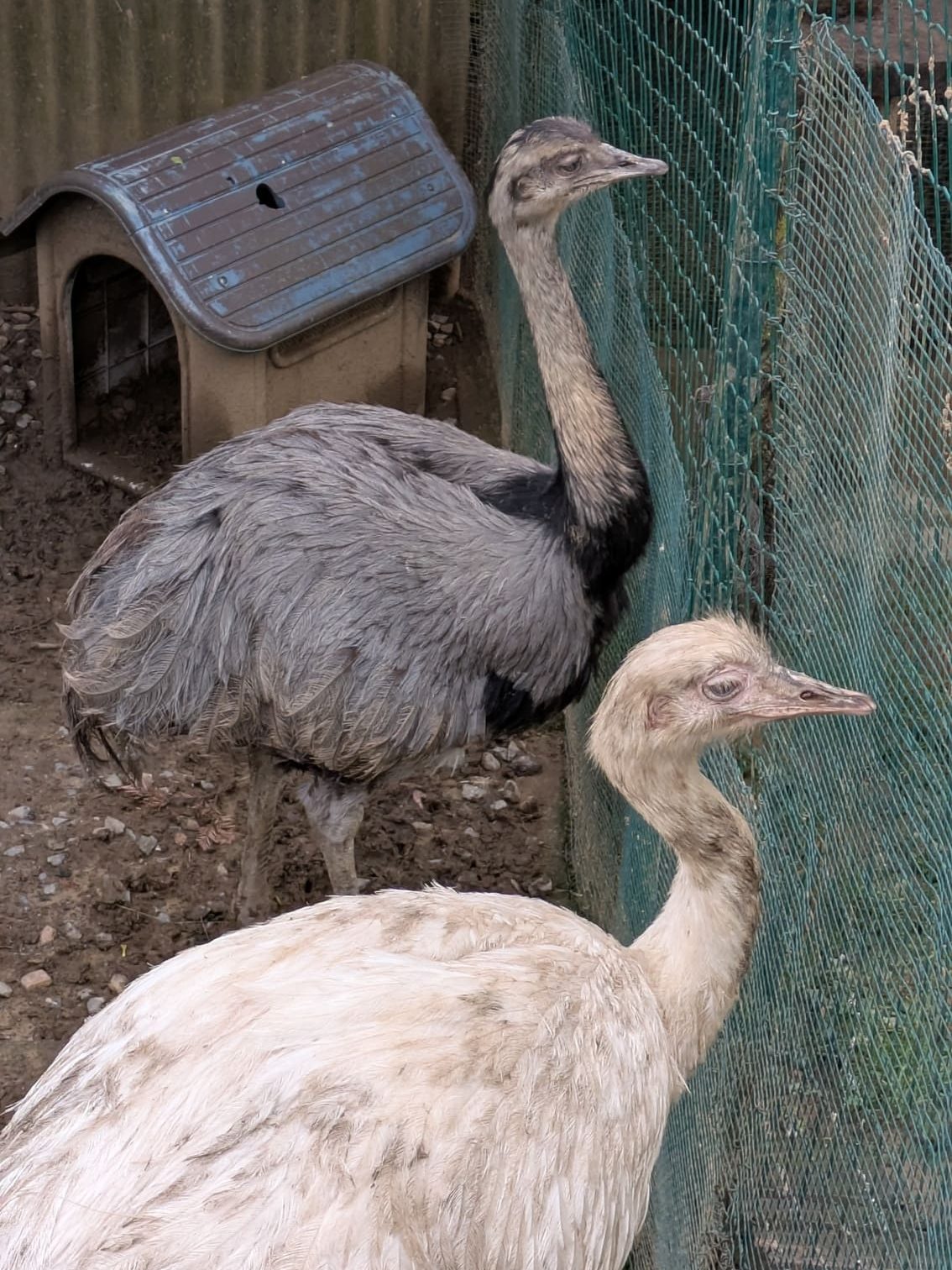 Ñandús en el Zoo El Bosque