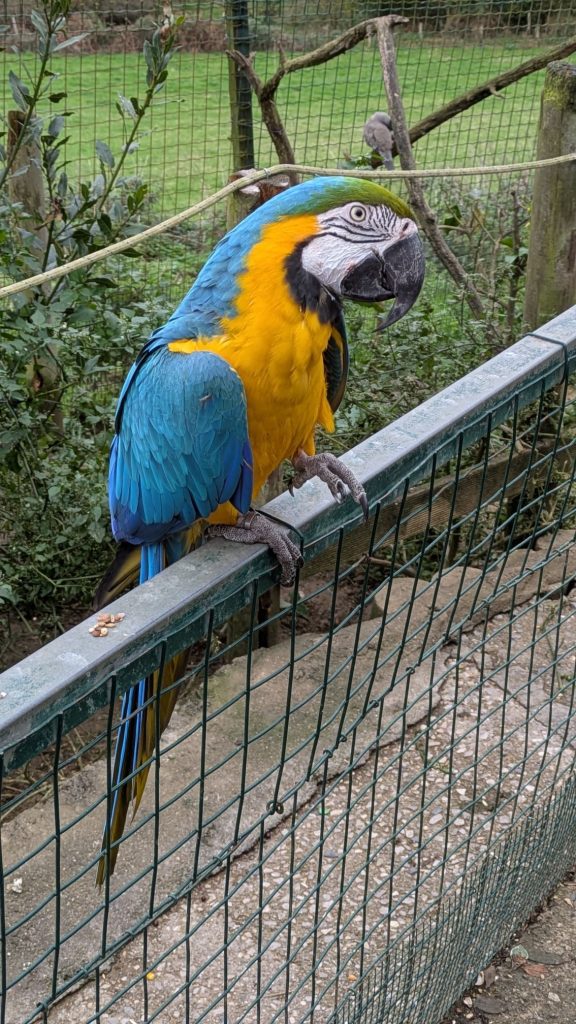 Coloridas aves del zoológico El Bosque