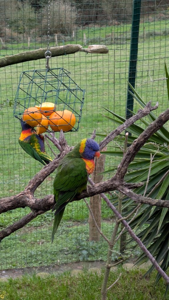 Especies de aves en el zoo