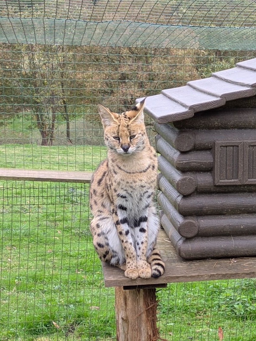 Serbal posando con su elegante pelaje