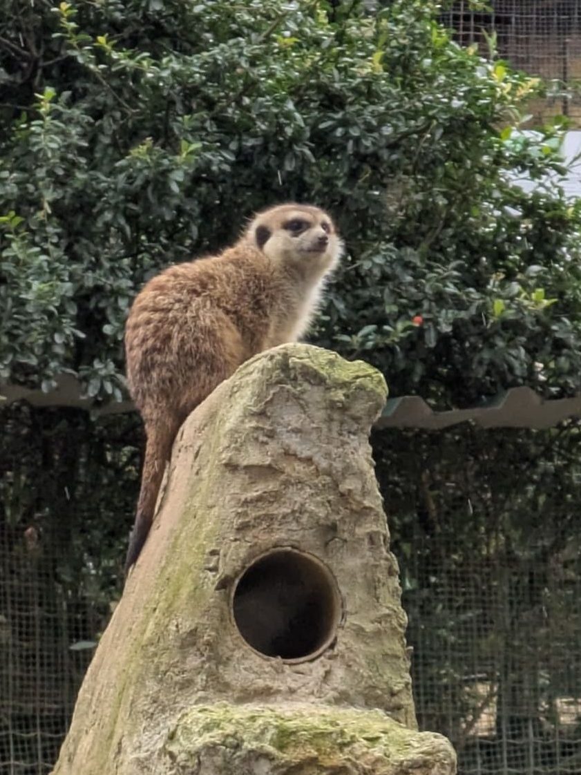 Suricato posando para la foto en el zoo El Bosque