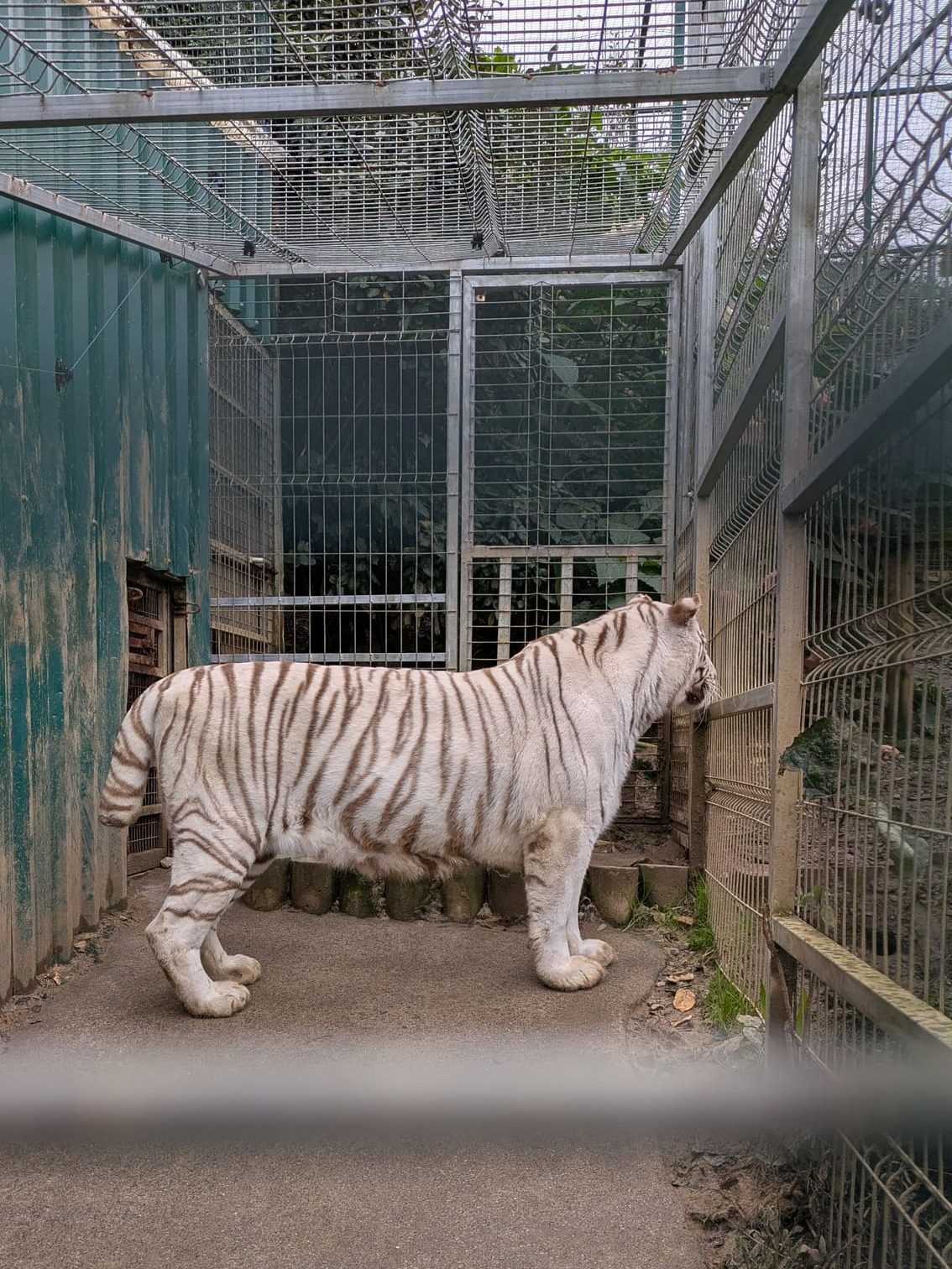Tigre de bengala albino