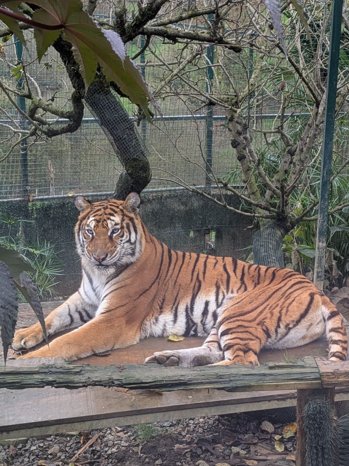 Tigre de bengala en el zoo de Oviedo
