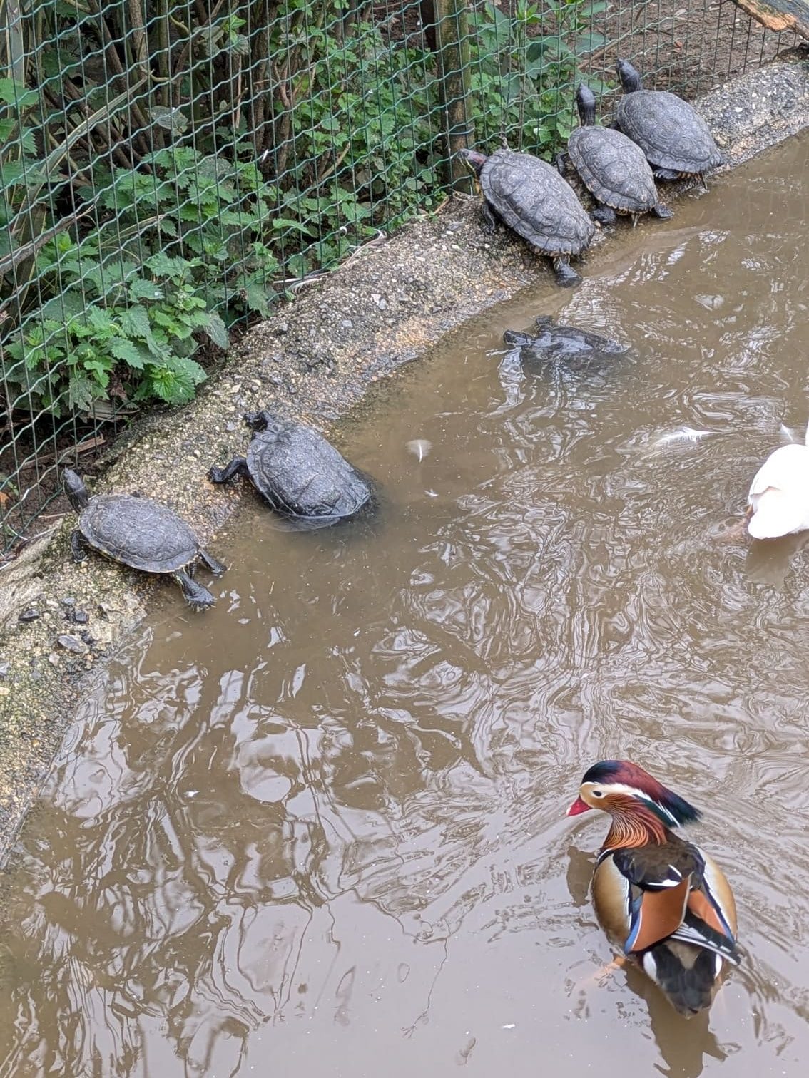 El pato mandarín, uno de mis animales favoritos de este zoo de Oviedo