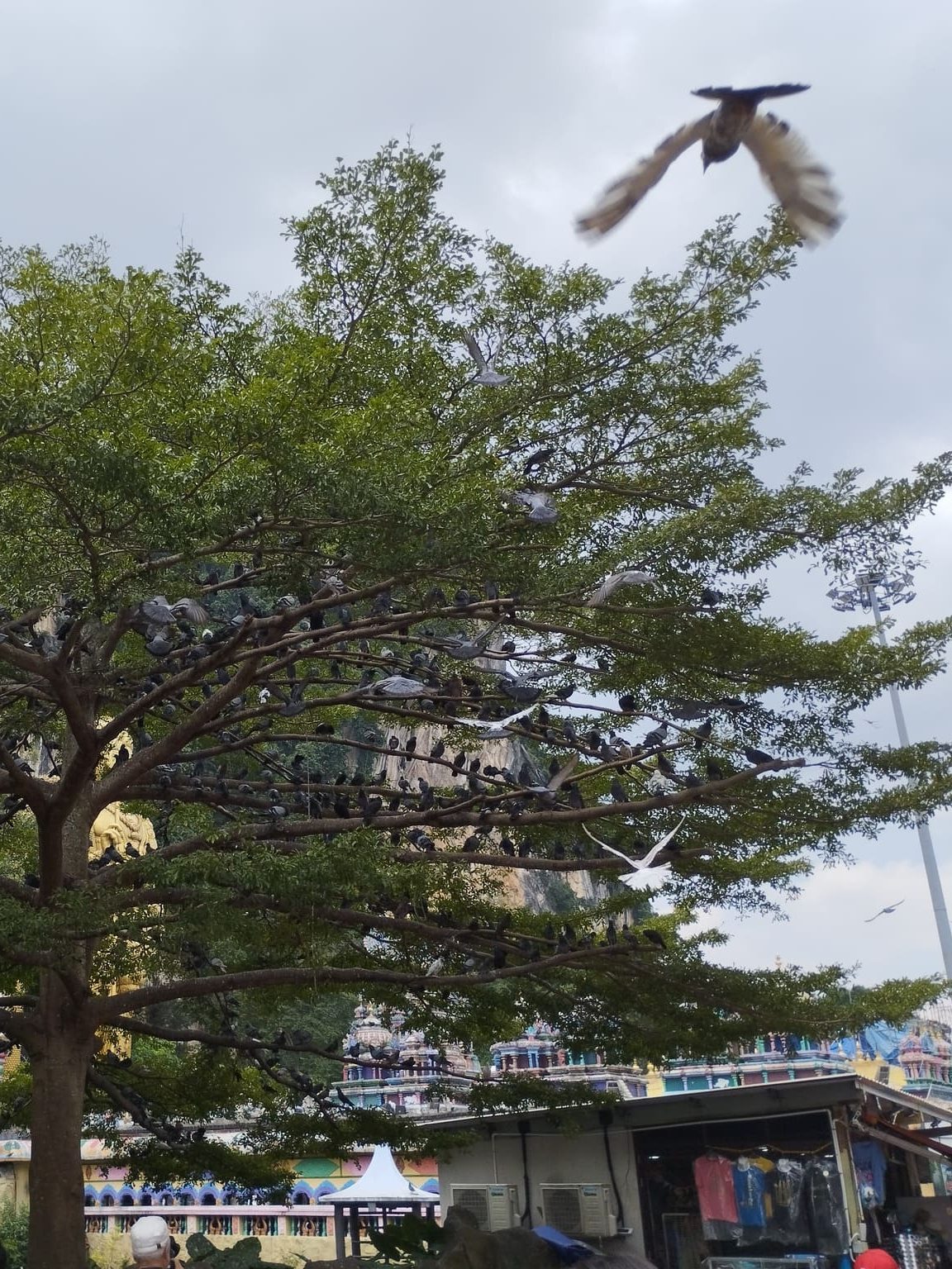 Palomas sagradas en un árbol en Batu Caves Kuala Lumpur