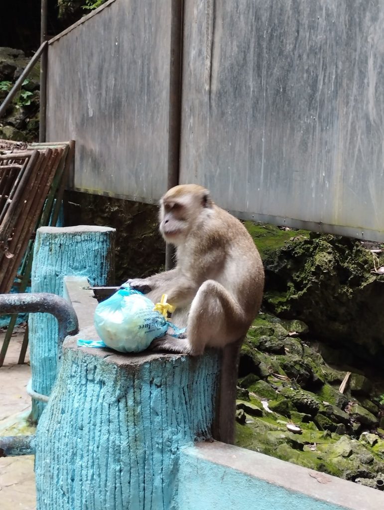 Cuidado con los monos de Batu Caves: pueden ser tan encantadores como agresivos